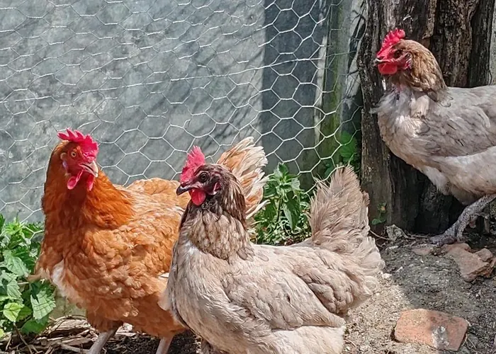 D'hote Cosy Avec Grand Salon, Proche Futuroscope, Cure Thermale, Wifi, Salle De Bain, Parking Guest house La Roche-Posay