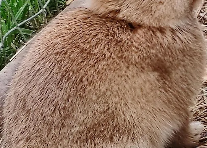 D'hote Cosy Avec Grand Salon, Proche Futuroscope, Cure Thermale, Wifi, Salle De Bain, Parking Guest house La Roche-Posay