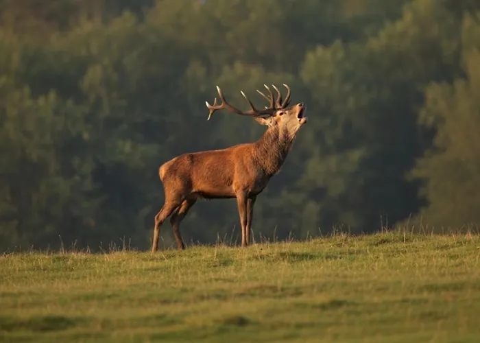 D'hote Cosy Avec Grand Salon, Proche Futuroscope, Cure Thermale, Wifi, Salle De Bain, Parking Guest house